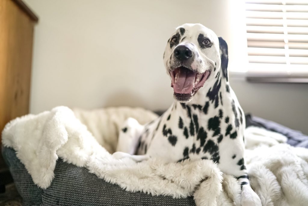 Cute Dalmatian dog in pet bed