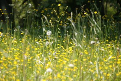 6 Ways To Prepare Your Home For Hay Fever Season