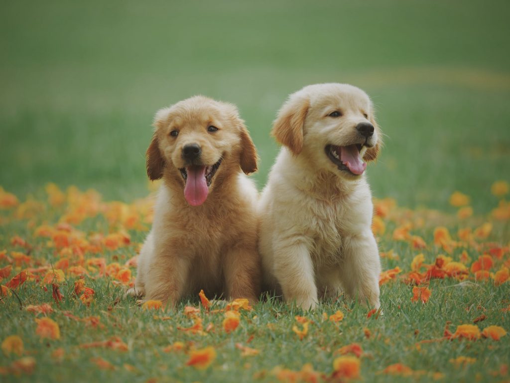 two cute puppies outside in the grass